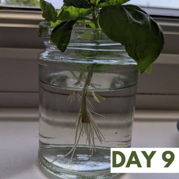 How To Propagate Basil: A Free New Basil Plant In Under Two Weeks!